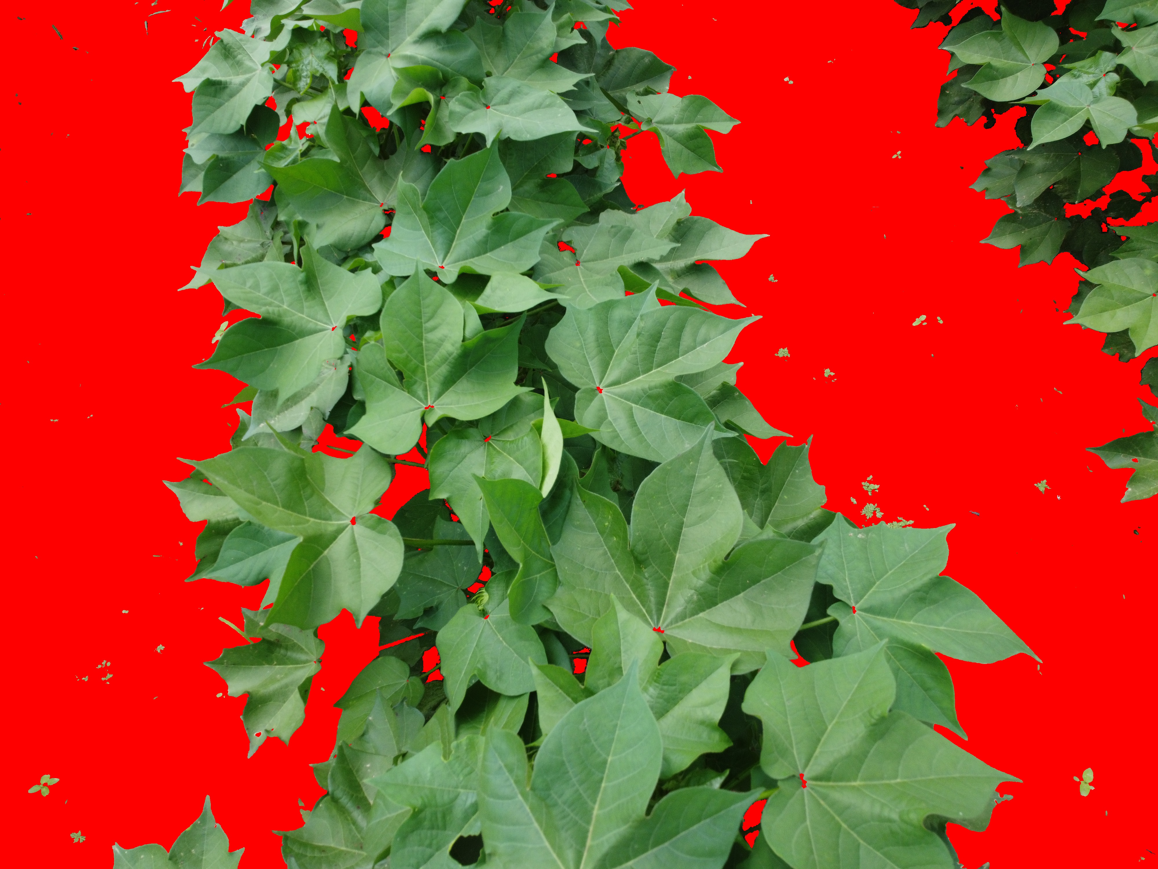Cost-effective drones hold potential in identifying crop plant health
